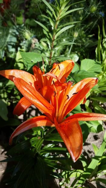 Crin Lilium Easy Love - Crin Lilium Easy Love