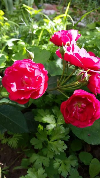 IMG-20180528-WA0037 - TRANDAFIRII MEI