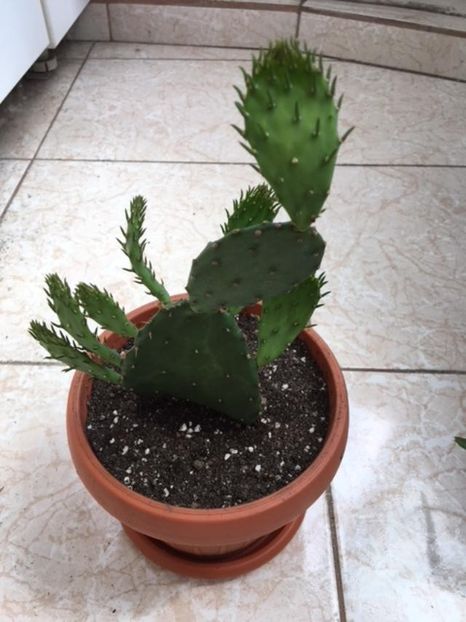 Opuntia Ficus Indica 1 - Suculente