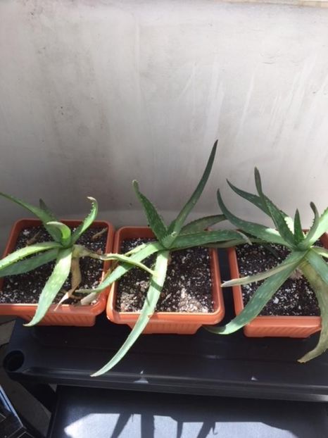 ALOE VERA - Suculente