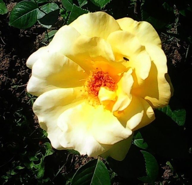 oie_27142215cScEH9Ci - Gradinuta mea 2018