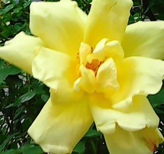 oie_rIrGktrrSsvA - Gradinuta mea 2018