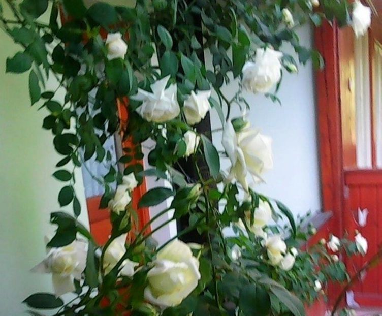 oie_OdM0vCSDJ4NE - Gradinuta mea 2018