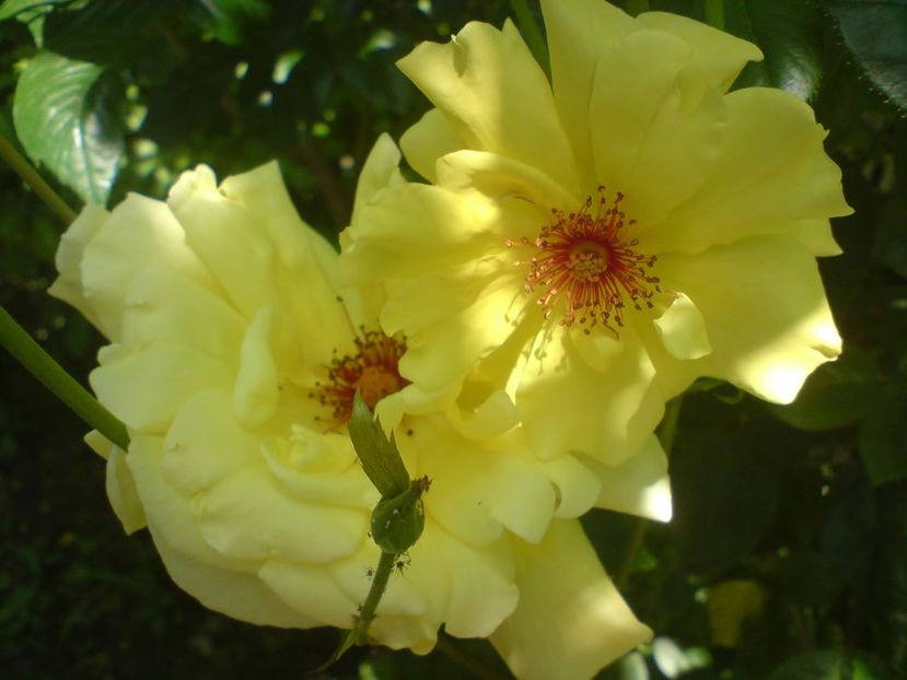  - galben pur si simplu