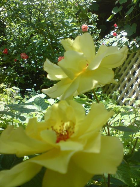  - galben pur si simplu