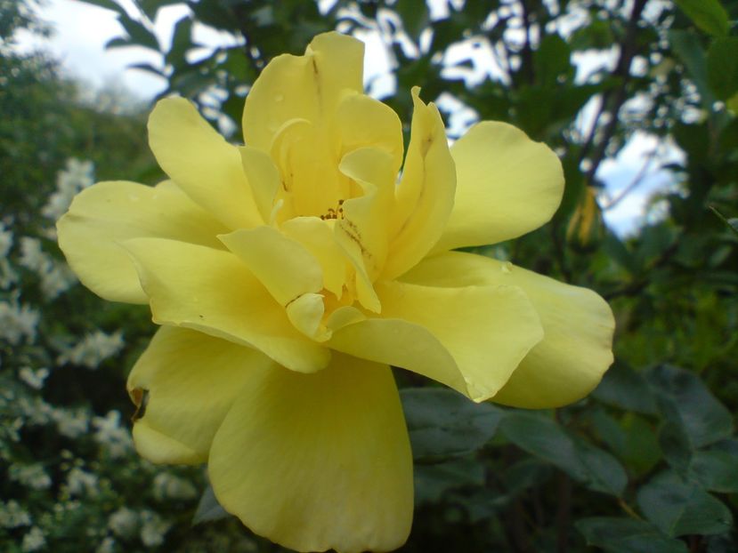  - galben pur si simplu