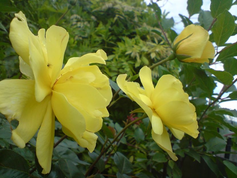  - galben pur si simplu