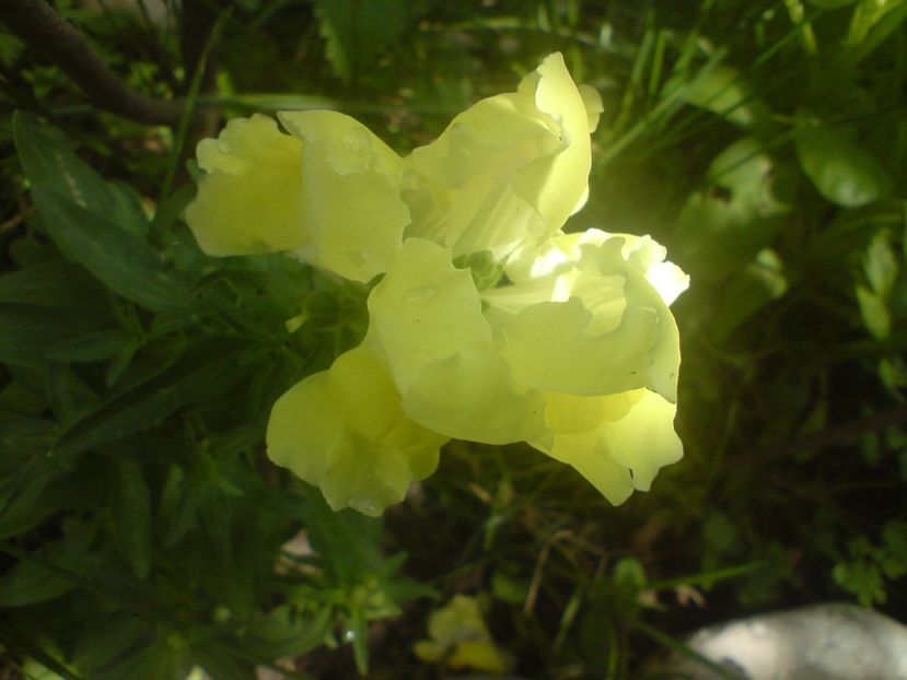  - galben pur si simplu