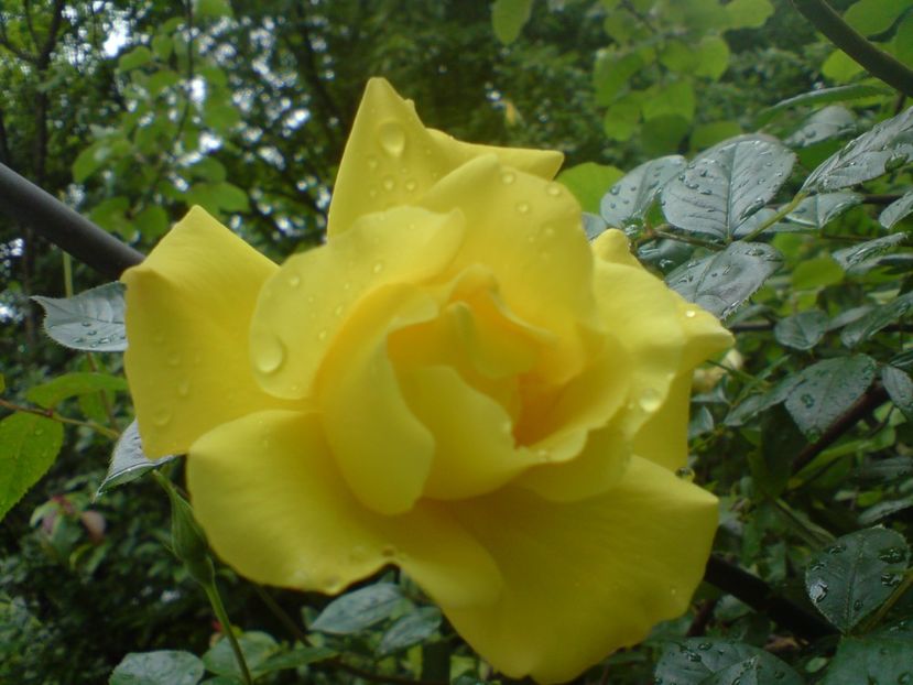  - galben pur si simplu