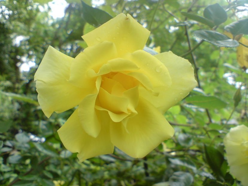  - galben pur si simplu