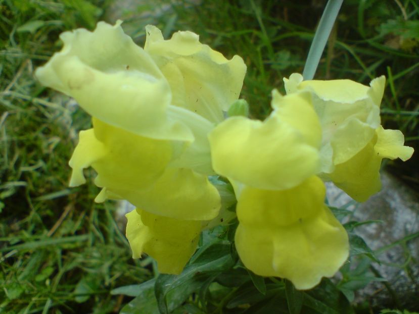  - galben pur si simplu