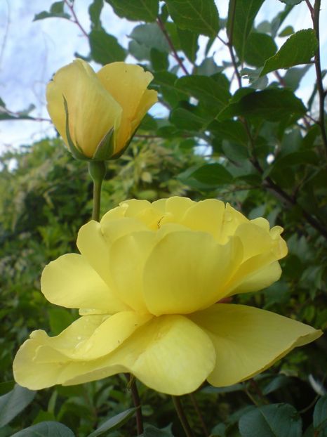  - galben pur si simplu