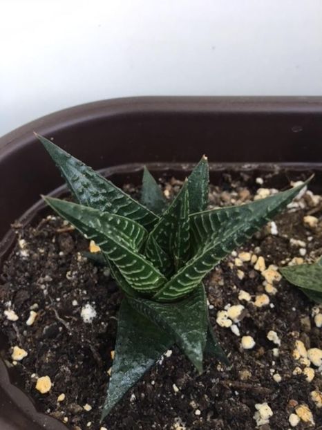 Haworthia Limifolia  - Plante Suculente