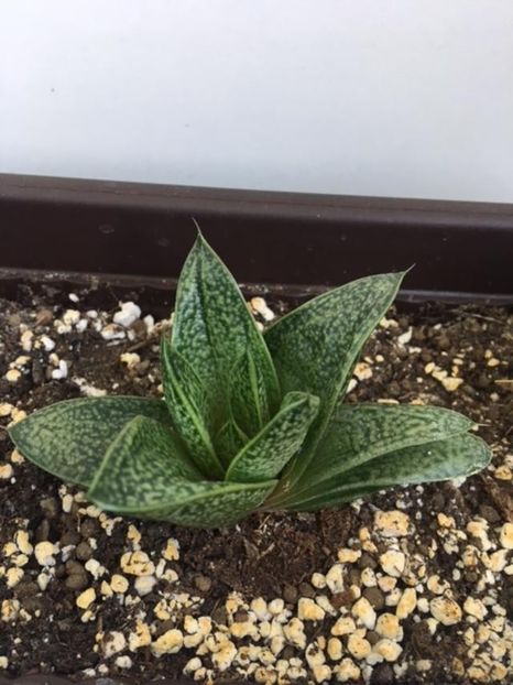 Aloe Paradisicum - Plante Suculente