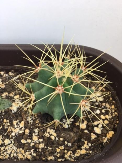 Echinocactus Texensis - Plante Suculente