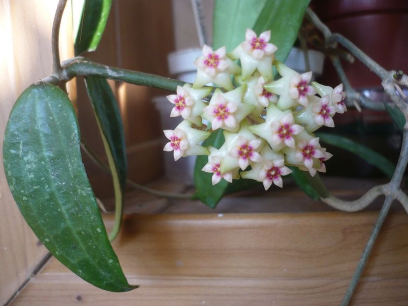 29.05.2018 - HOYA 2018-1