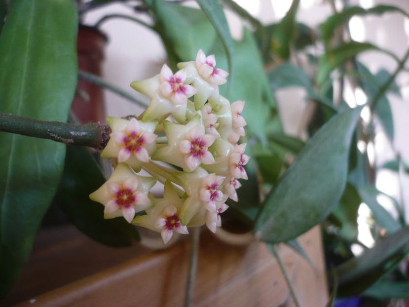 P1370492 - HOYA 2018-1