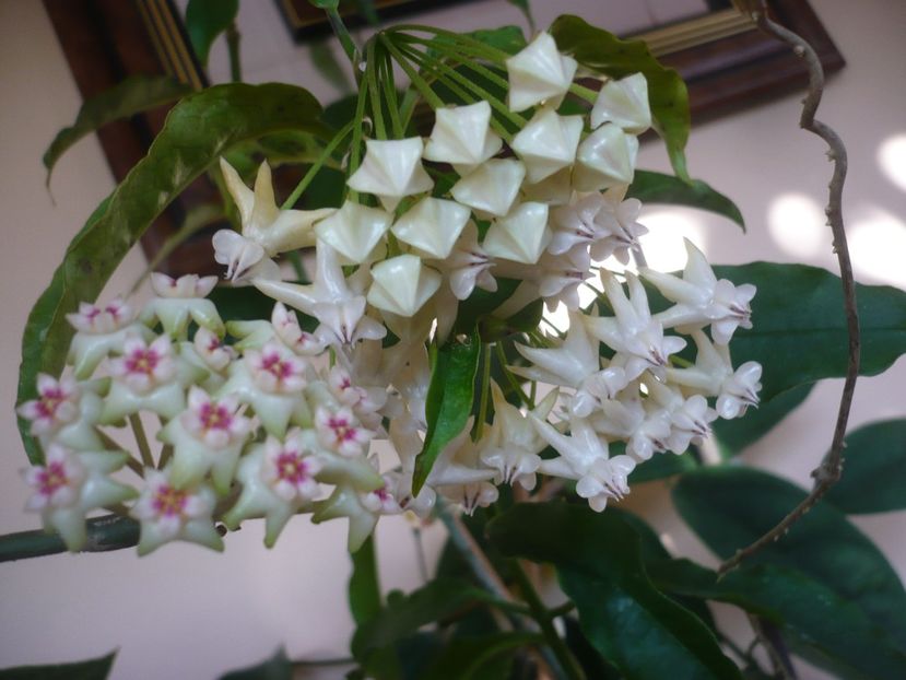 P1370496 - HOYA 2018-1