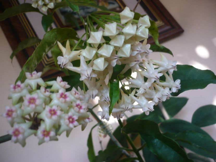 P1370497 - HOYA 2018-1