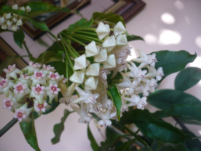 P1370498 - HOYA 2018-1