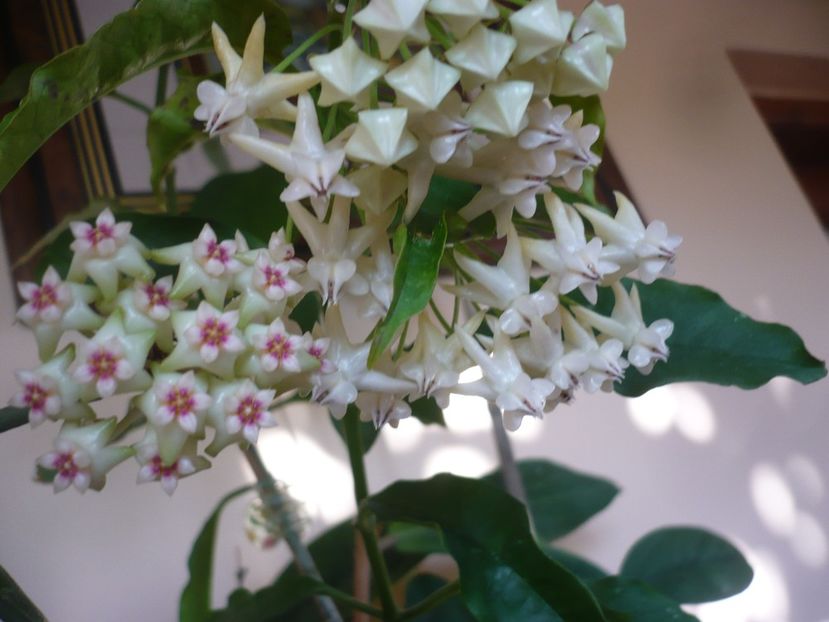 P1370499 - HOYA 2018-1