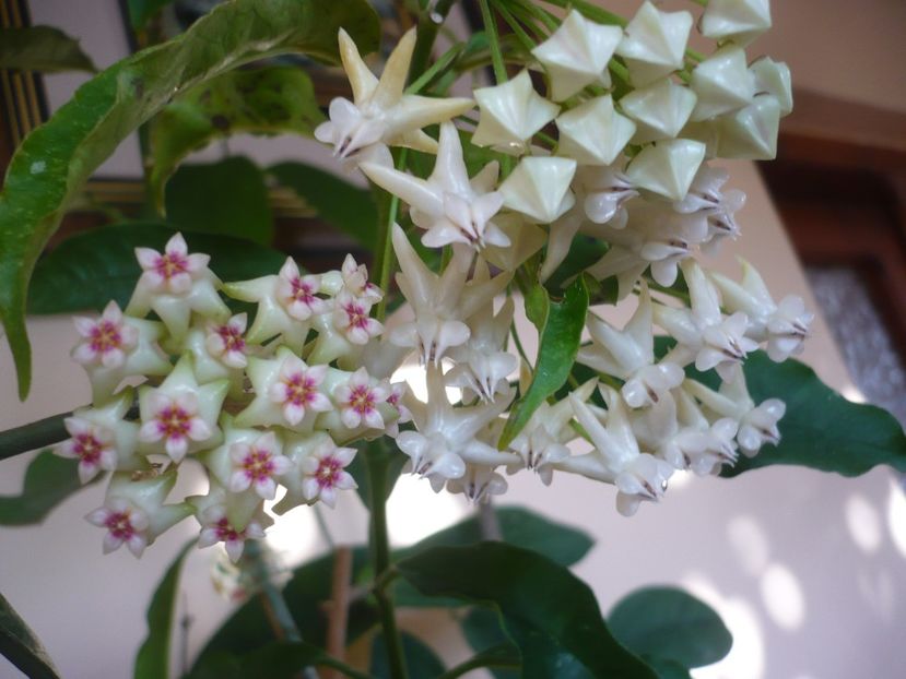 P1370500 - HOYA 2018-1