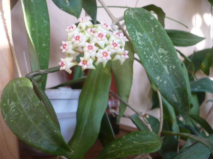 P1370501 - HOYA 2018-1