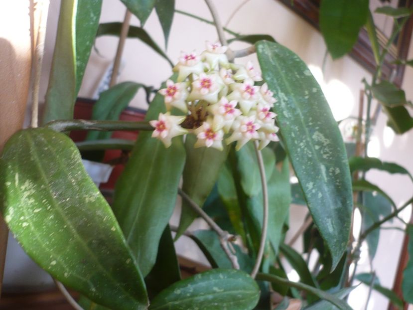 P1370502 - HOYA 2018-1