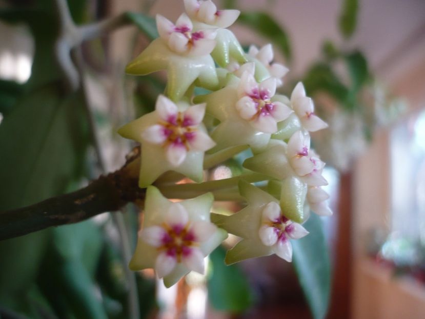 P1370504 - HOYA 2018-1