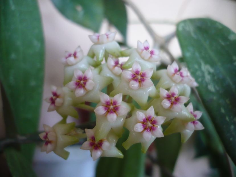 P1370518 - HOYA 2018-1