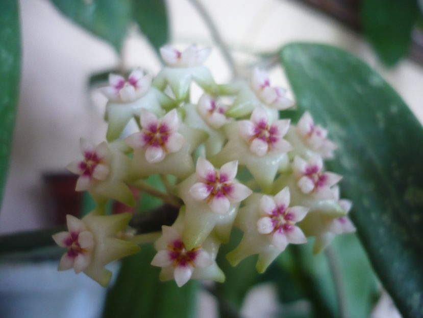 P1370519 - HOYA 2018-1