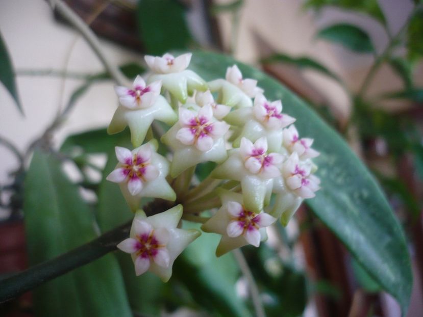 P1370520 - HOYA 2018-1