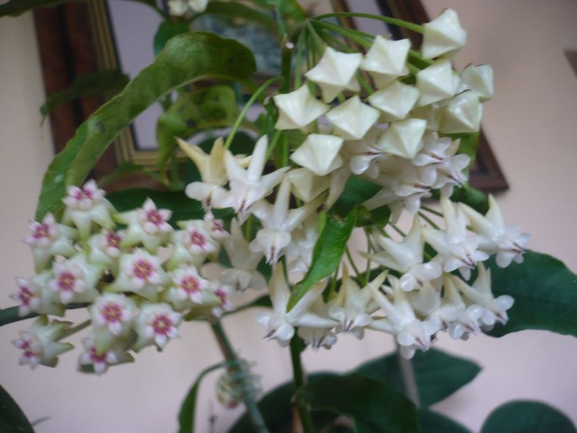 P1370522 - HOYA 2018-1