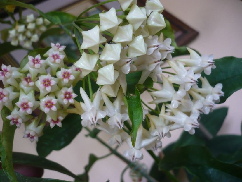 P1370526 - HOYA 2018-1