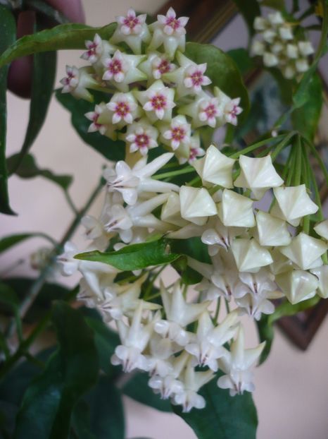 P1370527 - HOYA 2018-1