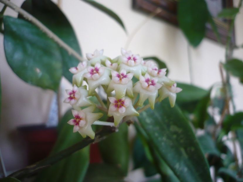 P1370528 - HOYA 2018-1