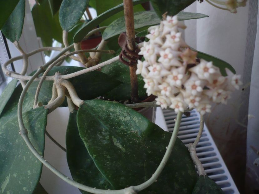 P1370529 - HOYA 2018-1