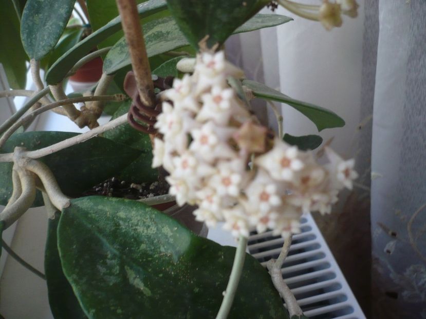 P1370530 - HOYA 2018-1