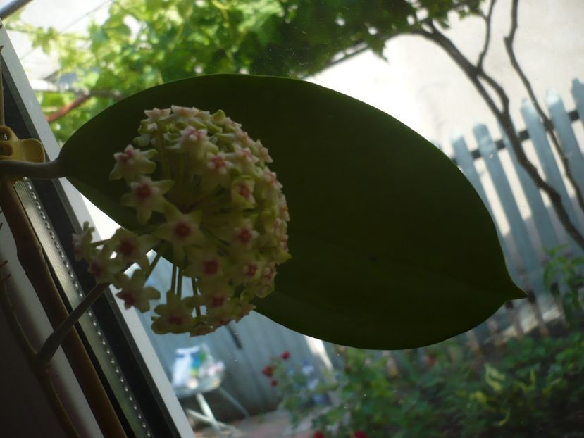 P1370531 - HOYA 2018-1