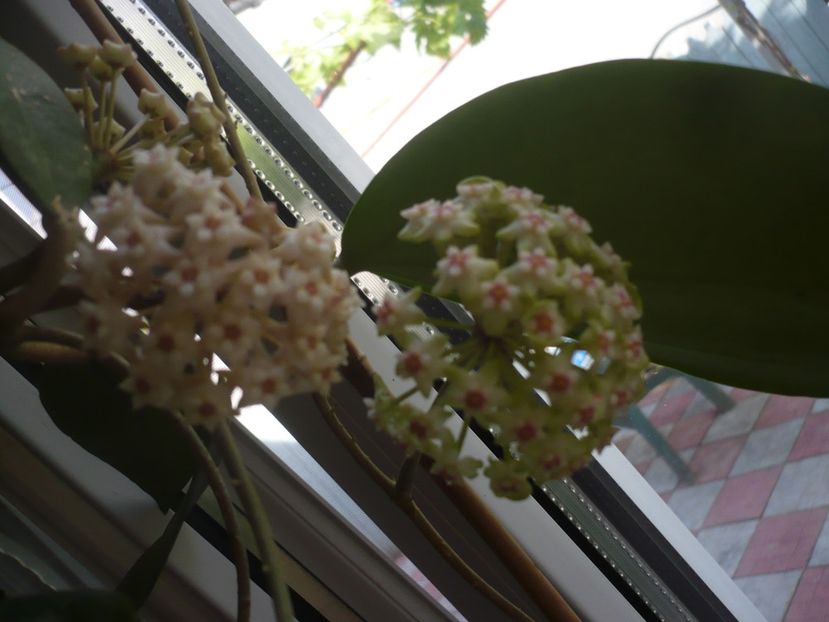 P1370534 - HOYA 2018-1