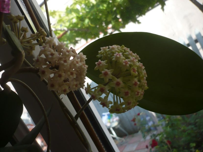 P1370535 - HOYA 2018-1