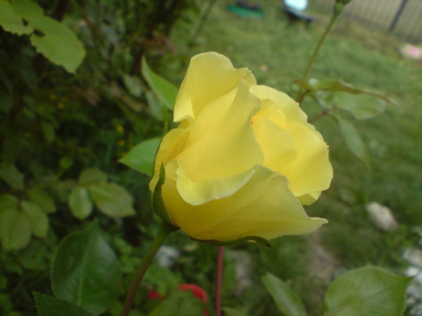  - galben pur si simplu