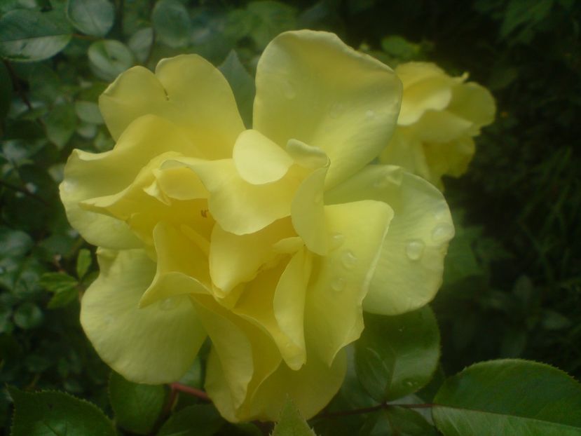  - galben pur si simplu