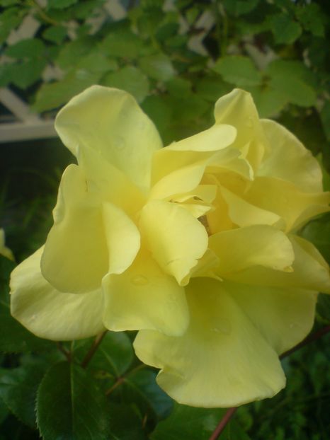  - galben pur si simplu