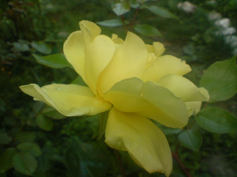  - galben pur si simplu