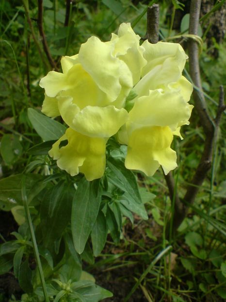  - galben pur si simplu