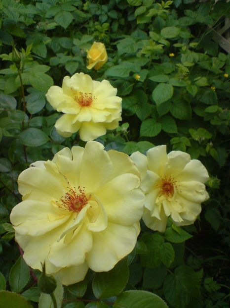  - galben pur si simplu