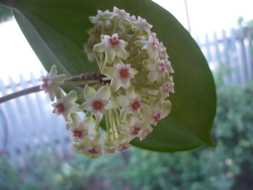 P1370546 - HOYA 2018-1