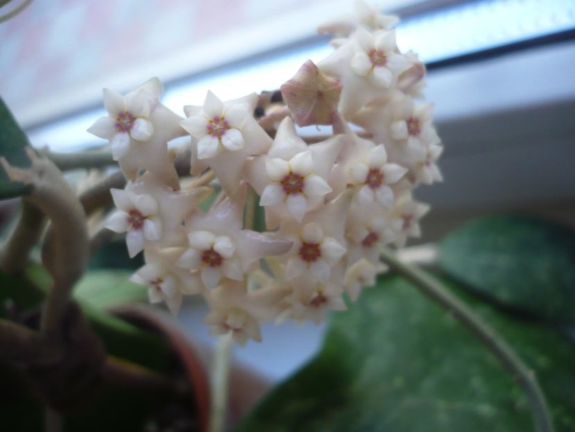 P1370544 - HOYA 2018-1