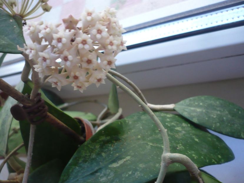 P1370545 - HOYA 2018-1